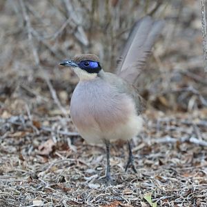 red-capped coua (Coua ruficeps)
