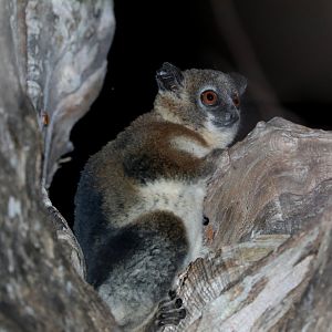 Petter's sportive lemur (Lepilemur petteri) or possibly undescribed species