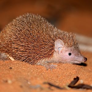 lesser hedgehog tenrec (Echinops telfairi)
