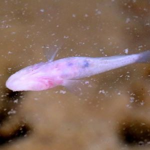 Madagascar Blind Cave Fish (Typhleotris madagascariensis)