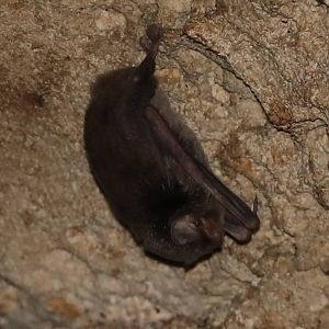 Mahafaly Long-fingered Bat (Miniopterus mahafaliensis)