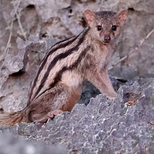 Grandidier's mongoose (Galidictis grandidieri)