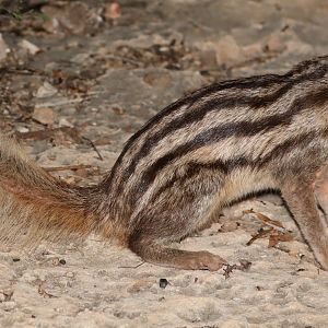 Grandidier's mongoose (Galidictis grandidieri)