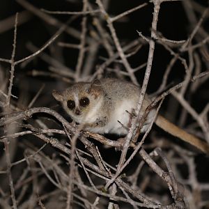 Gray-Brown Mouse Lemur (Microcebus griseorufus)