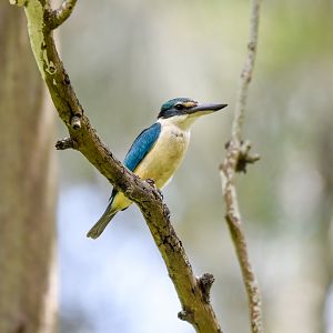 Sacred Kingfisher