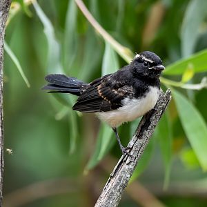 Willie Wagtail fledgling