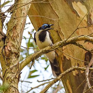 Blue-faced Honeyeater