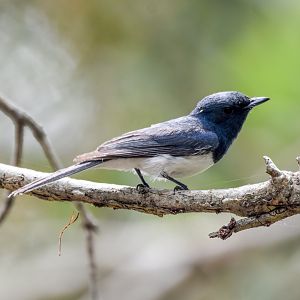 Leaden Flycatcher