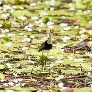 Comb-crested Jacana