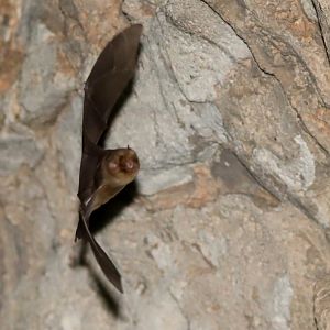 Rufous Trident Bat (Triaenops menamena)