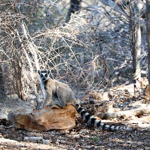 ring-tailed lemur (Lemur catta)