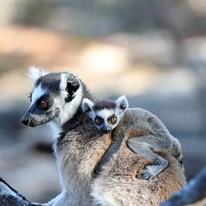 ring-tailed lemur (Lemur catta)