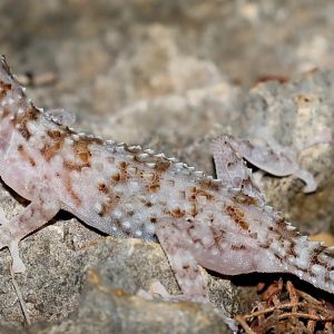 Sakalava velvet gecko (Blaesodactylus sakalava)