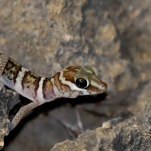 scorpion leaf-toed gecko (Paroedura maingoka)
