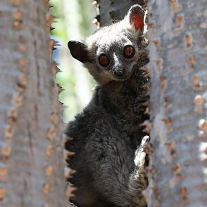 Petter's sportive lemur (Lepilemur petteri)