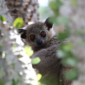 White-footed Sportive Lemur (Lepilemur leucopus)