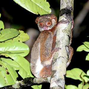 southern woolly lemur (Avahi meridionalis)
