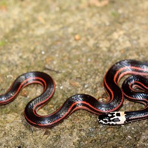 Jan's snake (Elapotinus picteti)