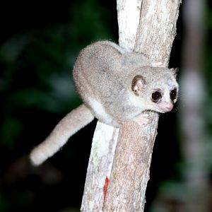 Thomas' dwarf lemur (Cheirogaleus thomasi)