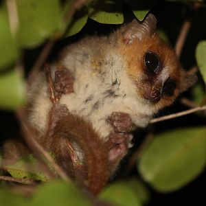 Anosy mouse lemur (Microcebus tanosi)