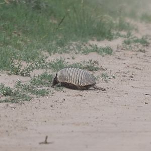 pichi (Zaedyus pichiy)