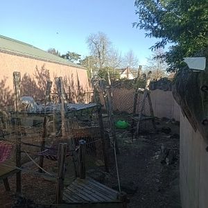 Orangutan outdoor enclosure