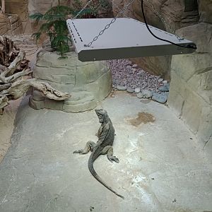 Rhinoceros iguana