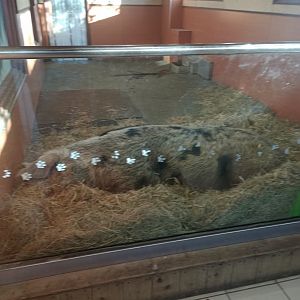 Oxford sandy and black pig