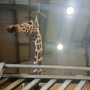 Zuri the giraffe