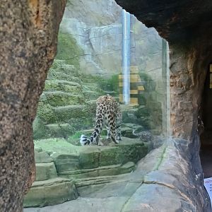 Leopard cub with Esra