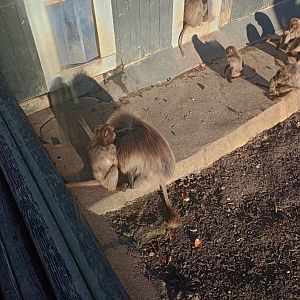 Gelada baboons