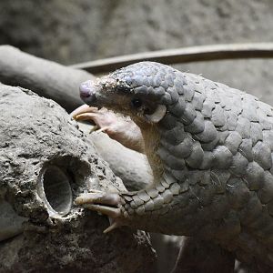 Taiwanese Pangolin (Manis pentadactyla pentadactyla)