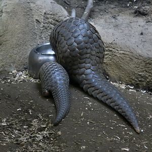 Taiwanese Pangolin (Manis pentadactyla pentadactyla) with pangopup