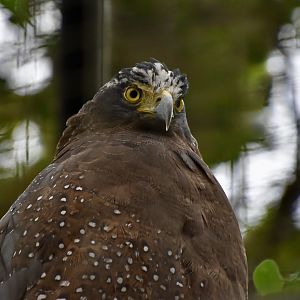 Taiwanese Crested Serpent Eagle (Spilornis cheela hoya)