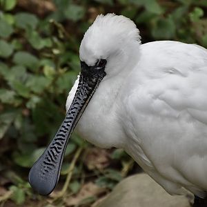 Black-Faced Spoonbill (Platalea minor)