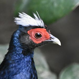 Edwards's Pheasant (Lophura edwardsi) male