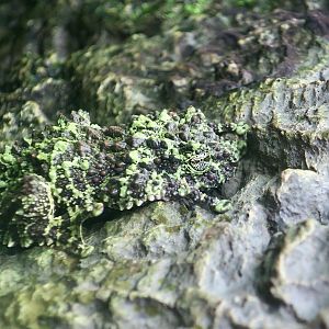 Vietnamese Mossy Frog (Theloderma corticale)