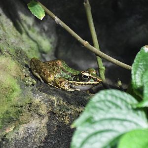 Swinhoe's Brown Frog (Odorrana swinhoana)
