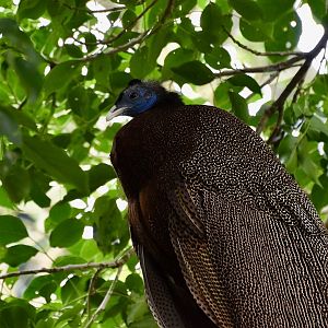 Great Argus (Argusianus argus) male
