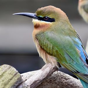 Blue-Tailed Bee-Eater (Merops philippinus)