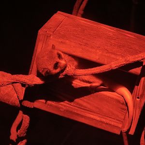 Western Fat-Tailed Dwarf Lemur (Cheirogaleus medius)