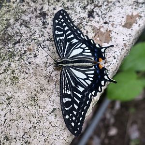 Asian Swallowtail (Papilo xuthus)