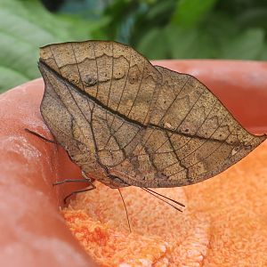 Orange Oakleaf Butterfly (Kallima inachus formosana)