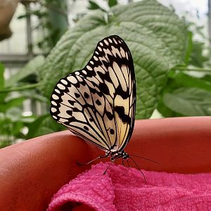 Paper Kite Butterfly (Idea leuconoe clara)