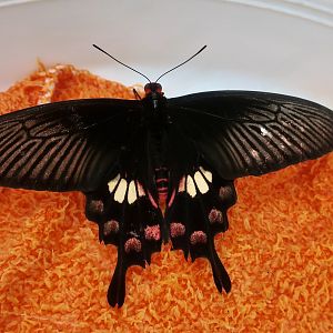 Common Rose Butterfly (Pachliopta aristolochiae interpositus)