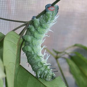 Atlas Moth (Attacus atlas) caterpillar