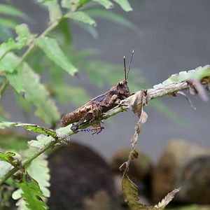 Ornate Short-Horned Grasshopper (Traulia ornata)
