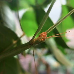Lanyu Giant Stick Insect (Phasmotaenia lanyuhensis)