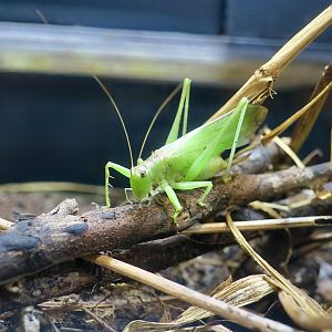 Japanese Bush-Cricket (Hexacentrus japonicus)