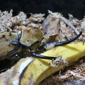 Elephant Beetle (Megasoma elephas) male